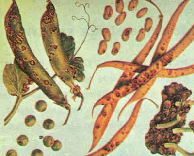 Antraknoz hastalığının fasulye ve bezelye meyvelerindeki belirtisi.